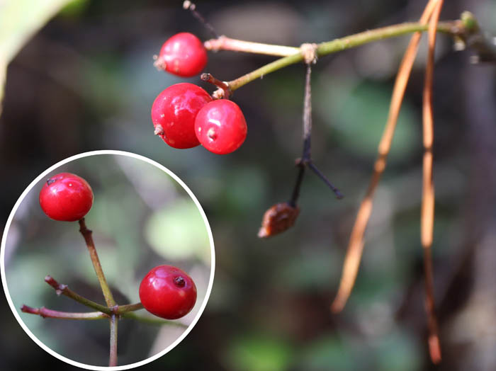 photoミヤマガマズミ