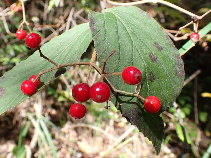 photoコバノガマズミ実