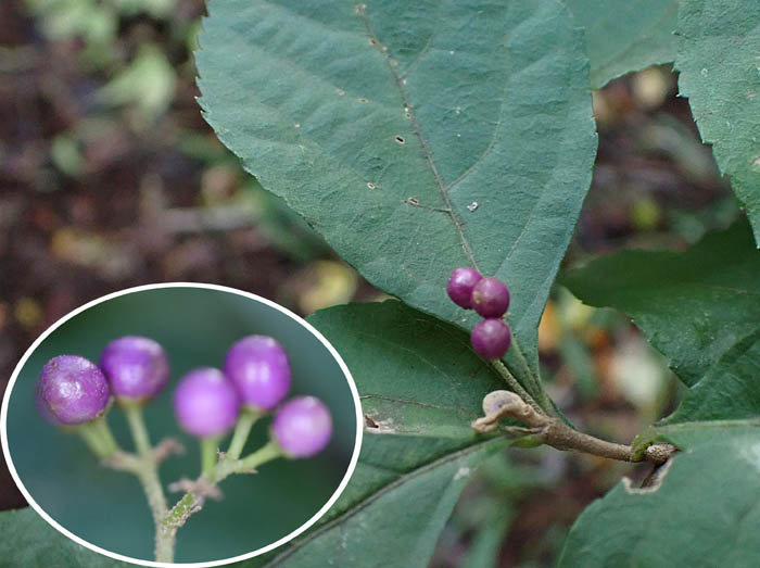 photo2ムラサキシキブ実