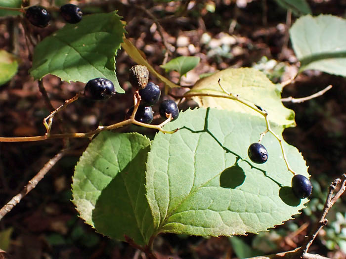 photo3タンナサワフタギ実