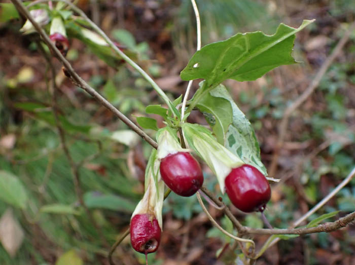 photo4ツルリンドウ実