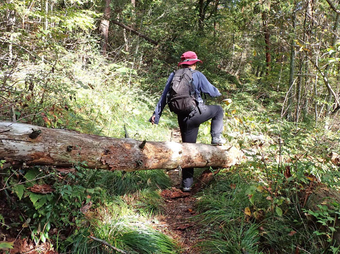 photo5強風が多いからか倒木も多い