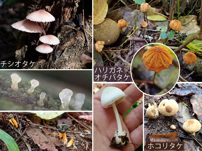 photo6小さなキノコ色々