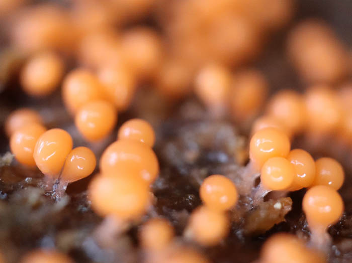 photo7変形菌ヌカホコリ