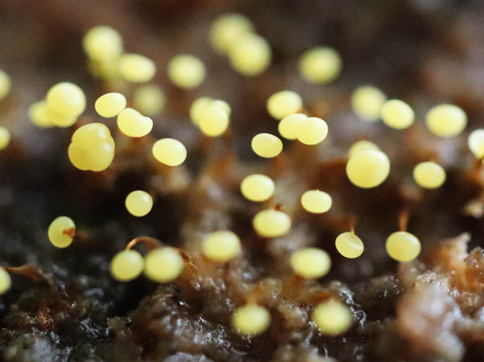 photo11変形菌キカミモジホコリ