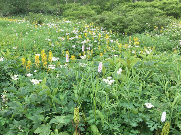 photo：お花畑・栂池自然園