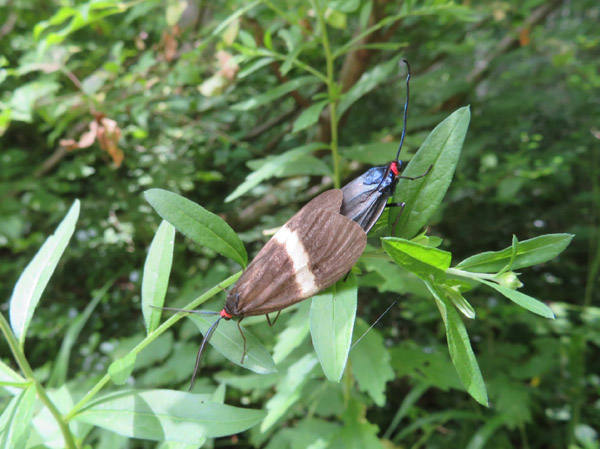 photo：シロシタホタルガ・戸隠高原