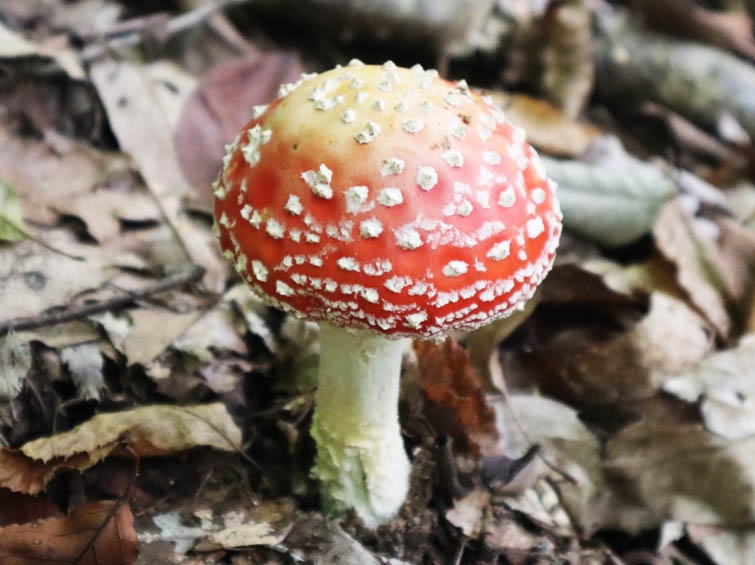 ベニテングタケ