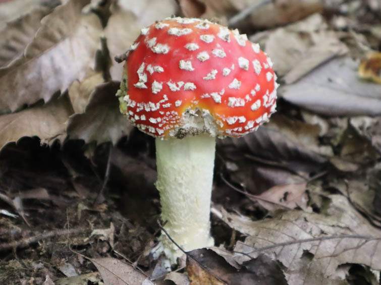 ベニテングタケ