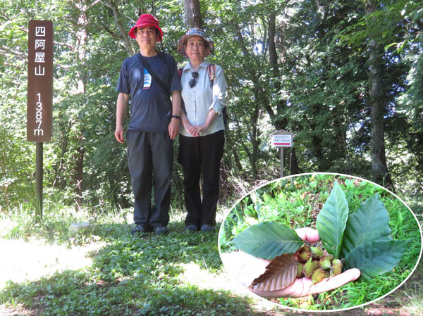 photo：四阿屋山山頂（ブナの葉と実）・四阿屋山山頂