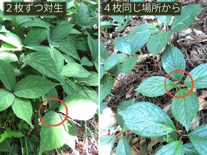 photo：フタリシズカとヒトリシズカの違い・四阿屋山
