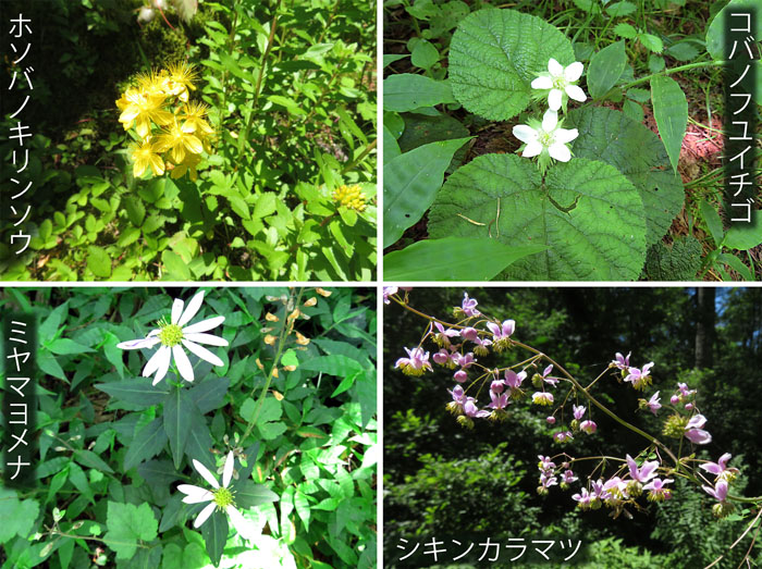 photo：戸隠の夏、花に会う・ホソバノキリンソウ,コバノフユイチゴ,ミヤマヨメナ,シキンカラマツ