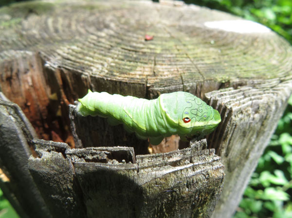 photo：ミヤマカラスアゲハ幼虫・戸隠森林植物園