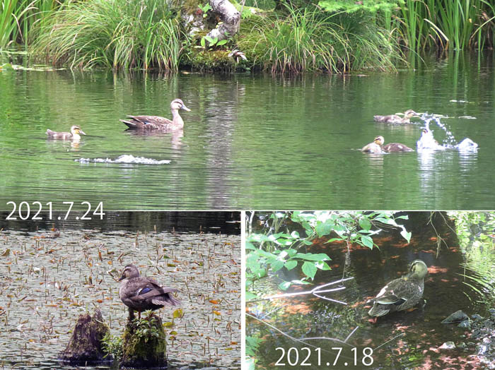 photo：カルガモ親子・戸隠森林植物園