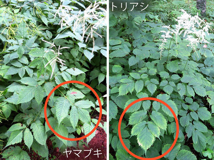 photo：トリアシショウマ,ヤマブキショウマ・戸隠森林植物園