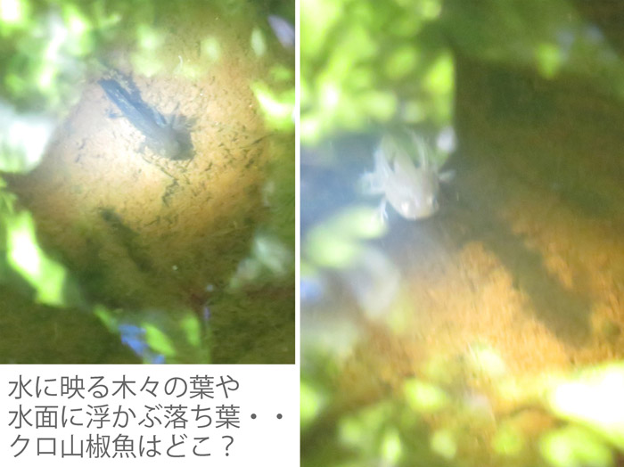 photo：クロサンショウウオ・戸隠森林植物園