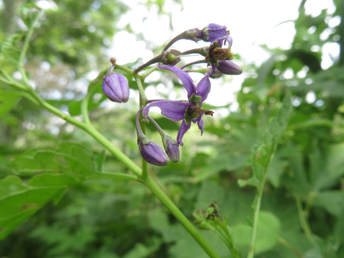 photo：オオマルバノホロシの花・菅平高原