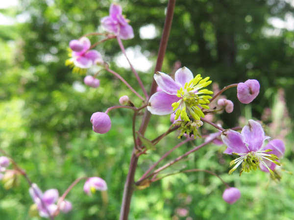photo：シキンカラマツの花・菅平高原