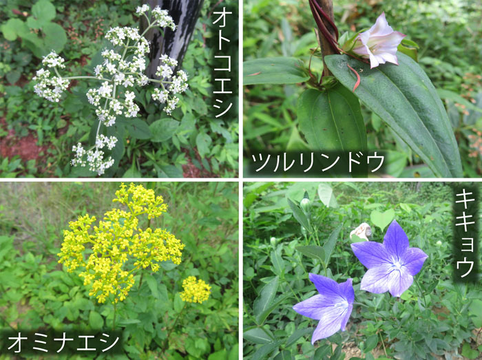 photo：秋の花（下段は一の鳥居苑地で）・オトコエシ,ツルリンドウ・戸隠高原,オミナエシ,キキョウ・飯綱高原一の鳥居苑地