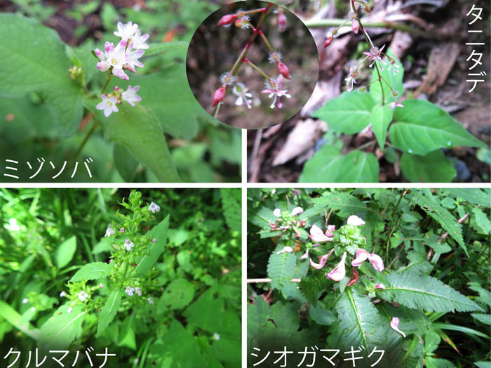 photo：それぞれの形・ミゾソバ,タニタデ,クルマバナ,シオガマギク・戸隠高原