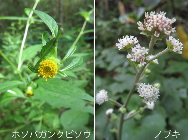 photo：道の脇に花ざかり・ホソバガンクビソウ,ノブキ・戸隠高原