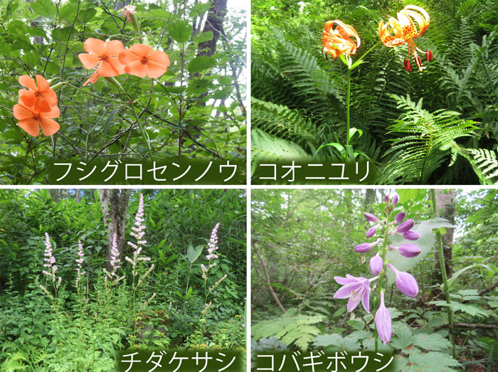 photo：彩り豊か・フシグロセンノウ,コオニユリ,チダケサシ,コバギボシ・戸隠高原