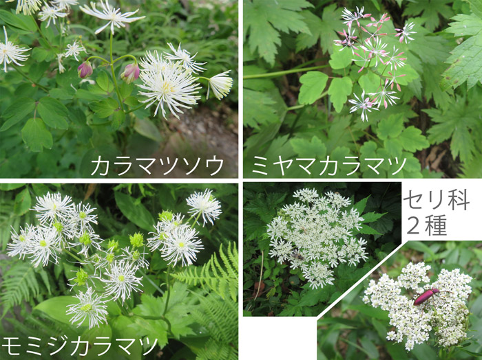 photo：カラマツ３種類とレース花・カラマツソウ,ミヤマカラマツ,モミジカラマツ,セリ科の花・栂池自然園