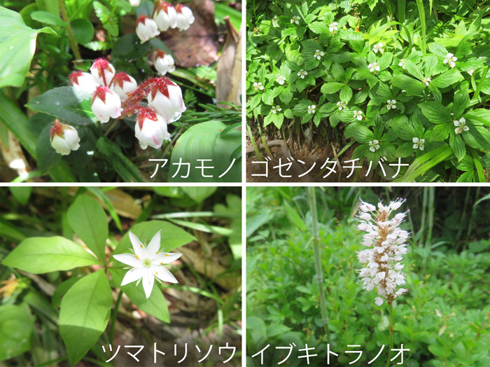 photo：栂池自然園の花３・アカモノ,ゴゼンタチバナ,ツマトリソウ,イブキトラノオ・栂池自然園