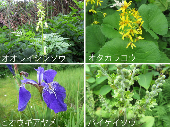 photo：栂池自然園の花４・オオレイジンソウ,オタカラコウ,ヒオウギアヤメ,バイケイソウ・栂池自然園