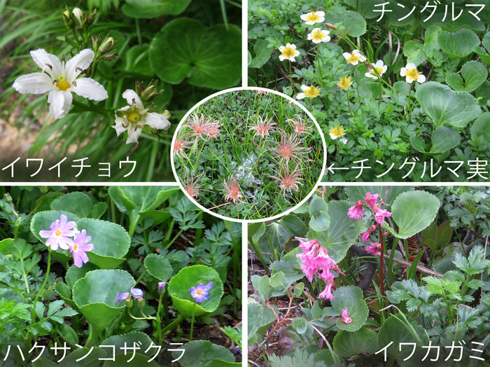 photo：標高の高いところで・イワイチョウ,チングルマの花と実,ハクサンコザクラ,イワカガミ・栂池自然園