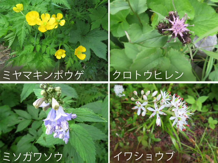 photo：栂池自然園の花２,ミヤマキンポウゲ,クロトウヒレン,ミソガワソウ,イワショウブ