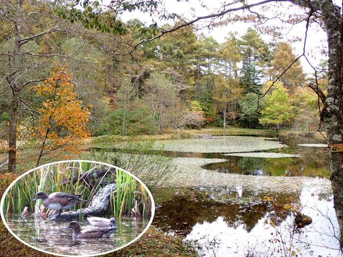 photo1みどりが池