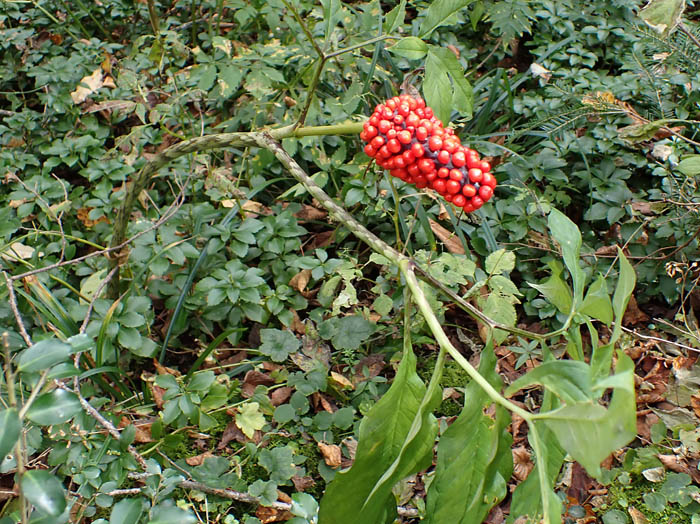 photoマムシグサ仲間