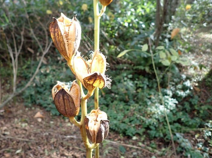 photoオオウバユリ