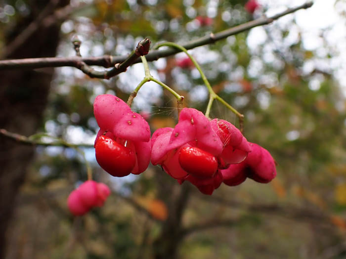 photoユモトマユミ