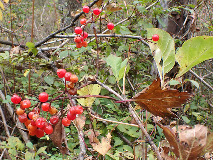 photoカンボク