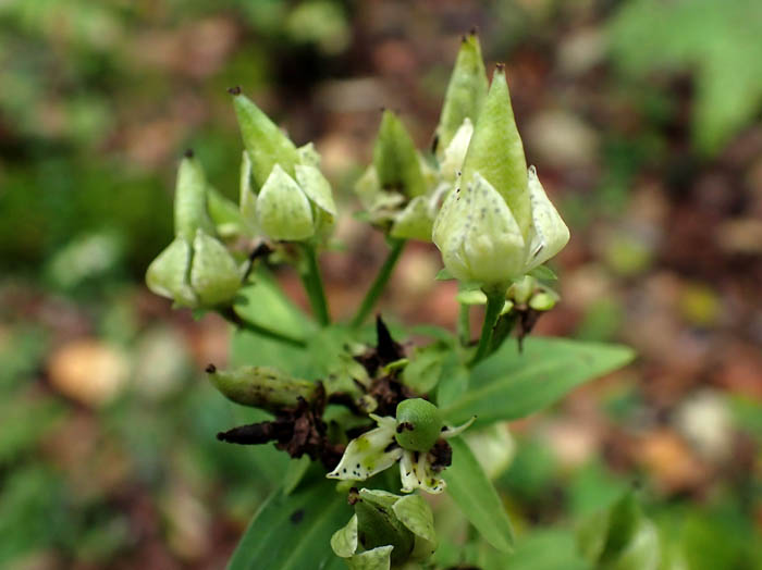 photoアケボノソウ