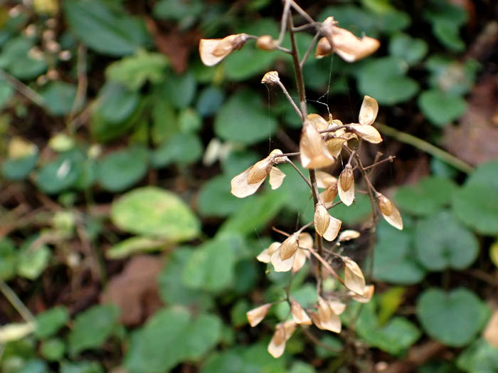 photoズダヤクシュ