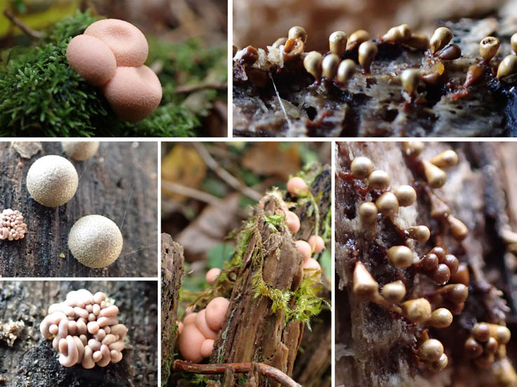 photo7粘菌にも会えた