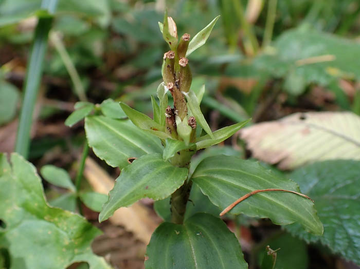 photoアケボノシュスラン