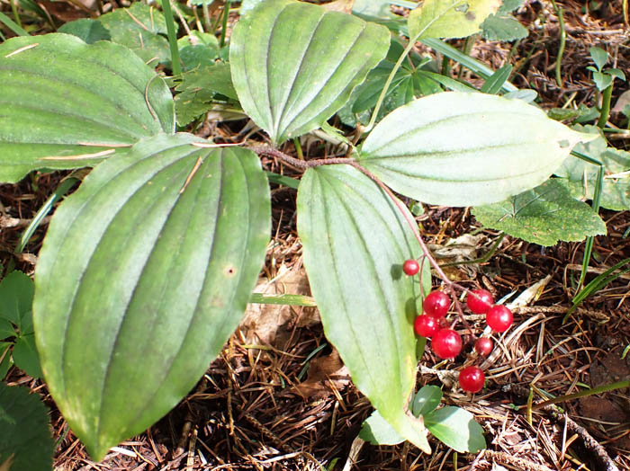 photoユキザサ