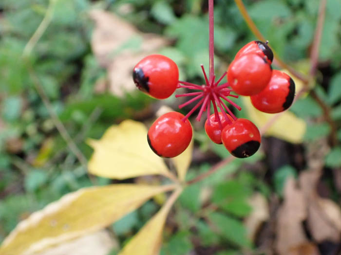 photoトチバニンジン