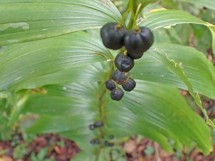 photoオオナルコユリ