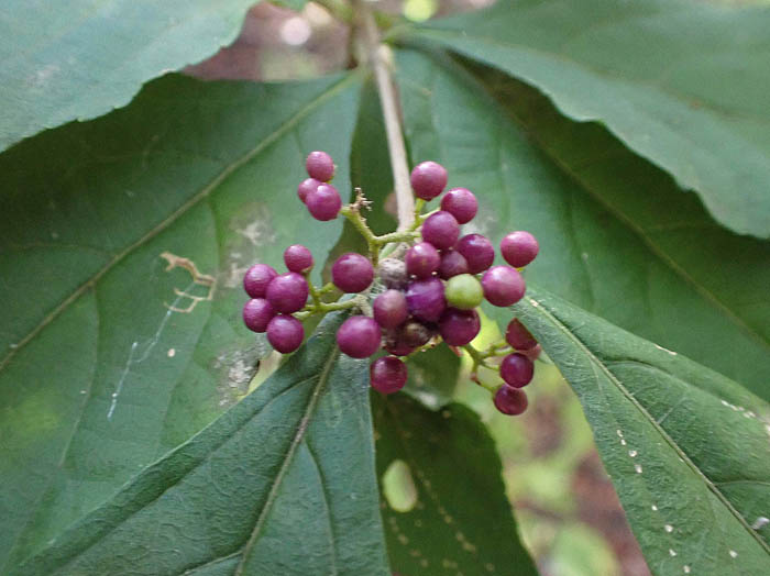 photoムラサキシキブ