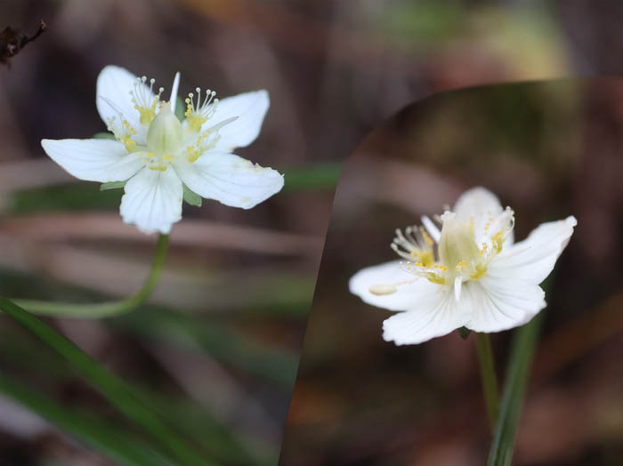 photo14ウメバチソウ