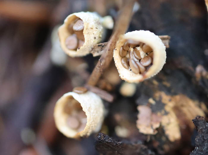 photoコチャダイゴケ