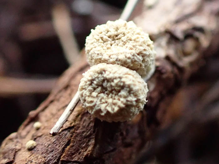 photoコチャダイゴケ