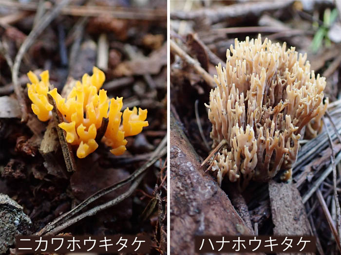photo16ニカワホウキタケ,ハナホウキタケ