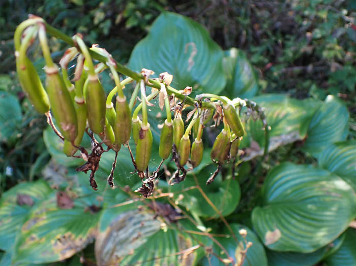 photo2オオバギボウシ実