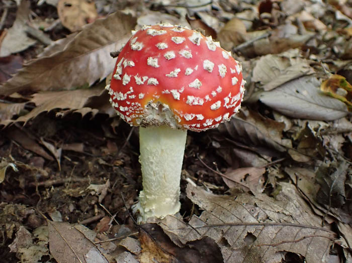 photoベニテングタケ